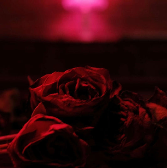 The Paper Kites - Roses (col. LP)