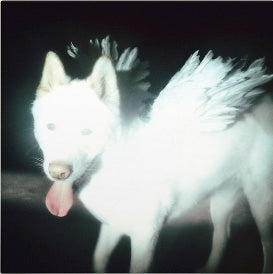 Fat Dog - Cancel Me (I'm Tired) (ltd. coke bottle green LP) - VÖ: 02.10.26