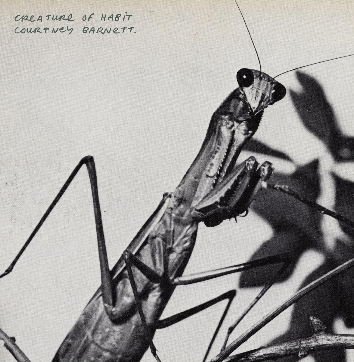 Courtney Barnett - Creature Of Habit (caramel marble LP) - VÖ: 27.03.26