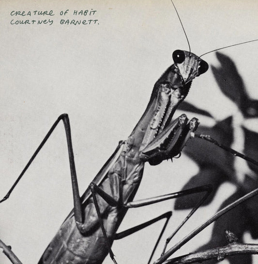 Courtney Barnett - Creature Of Habit (caramel marble LP) - VÖ: 27.03.26